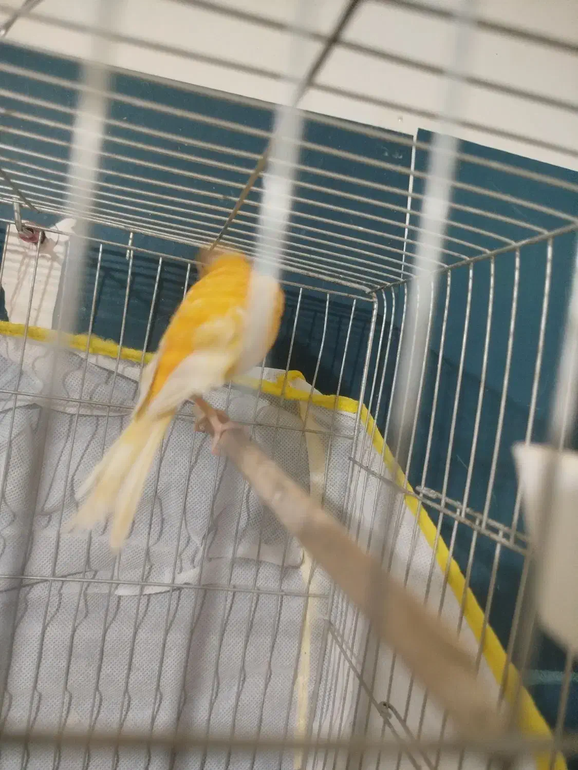 قناری|پرنده|کرمان, |دیوار