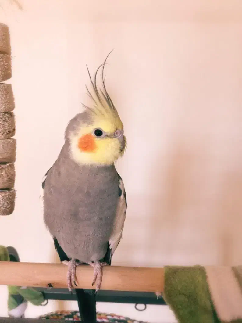 فروش عروس هلندی با قفس بزرگ و کوچک|پرنده|کرج, شهرک بنفشه|دیوار