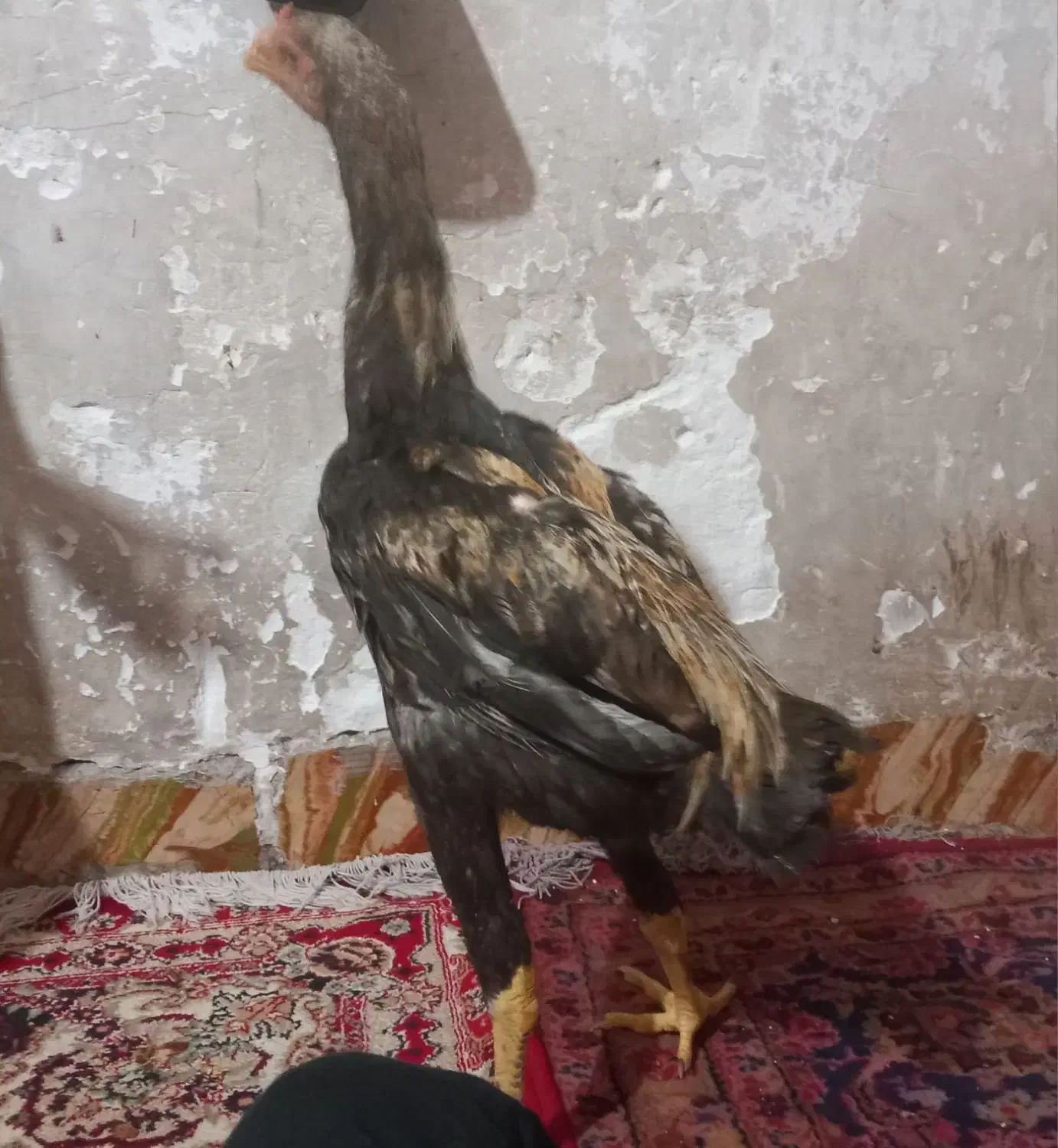 جوجه خروس لاری|حیوانات مزرعه|بافق, |دیوار