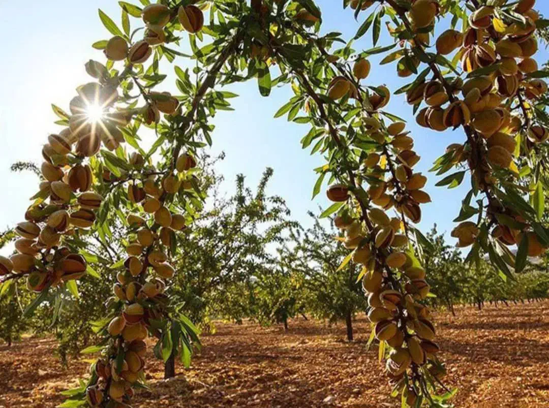 نهال بادام تونو آذر و....ویژه|خدمات باغبانی و درختکاری|نورآباد ممسنی, |دیوار