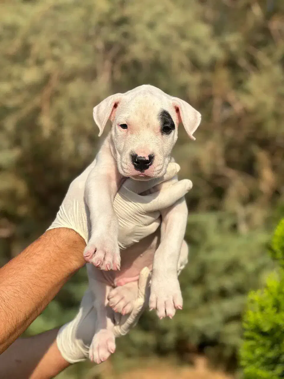 روت ژرمن و....|سگ|فردیس, منظریه|دیوار