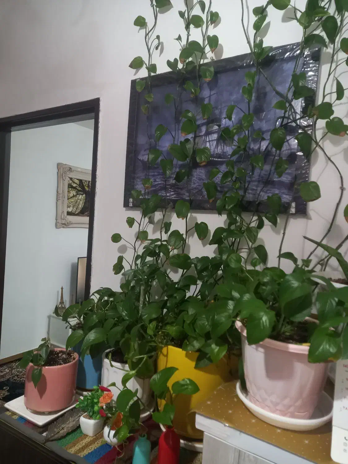 گل پتوس|گل و گیاه طبیعی|قیامدشت - خاورشهر, |دیوار