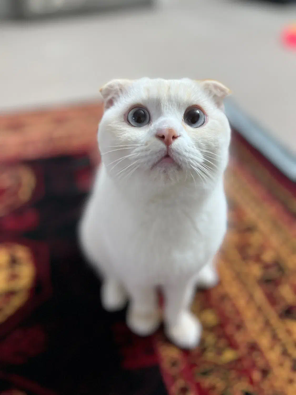 گربه اسکاتیش فولد نر چشم ابی|گربه|ساری, |دیوار