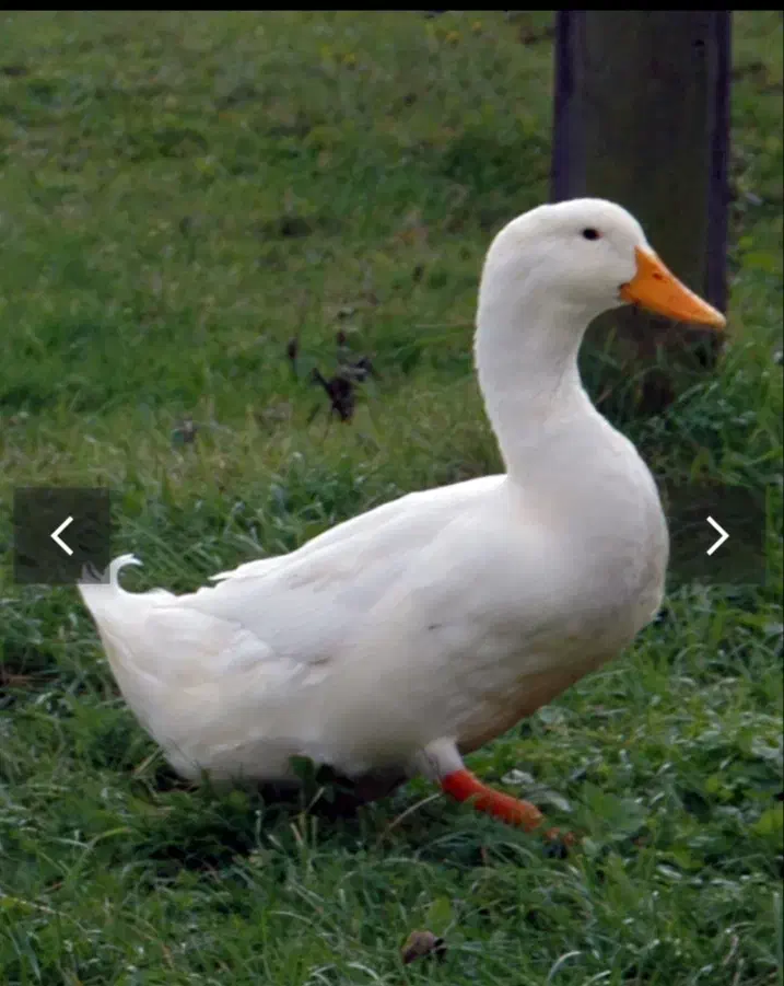 اردک محلی|حیوانات مزرعه|رشت, دخانیات|دیوار