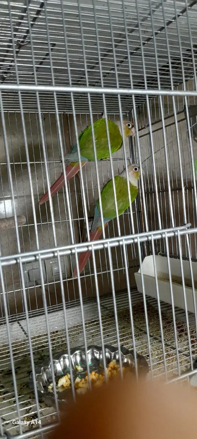 عروس هلندی مولد|پرنده|مشکین‌دشت, |دیوار