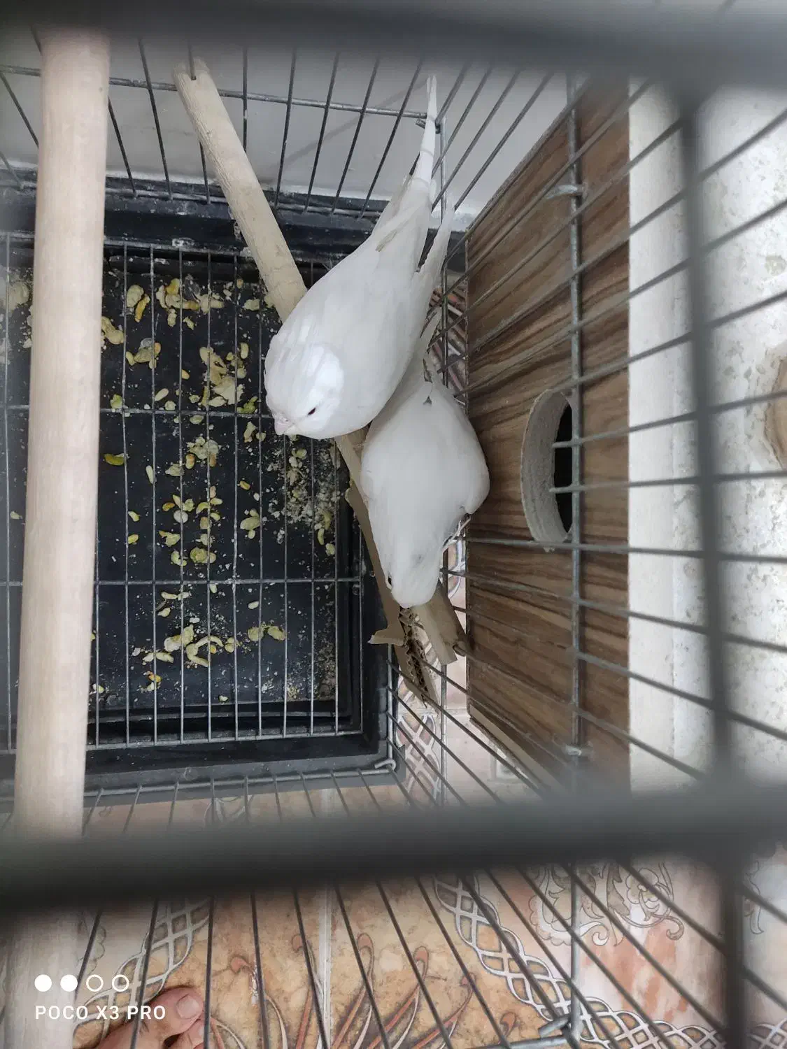 عروس البینو|پرنده|بوکان, |دیوار