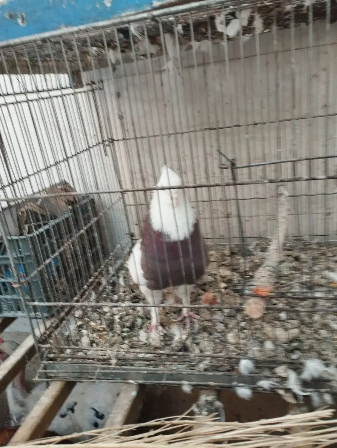 کبوتر طوقی|پرنده|فولادشهر, B2|دیوار