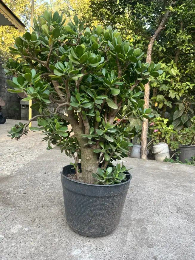 گل یشم|گل و گیاه طبیعی|خمام, |دیوار