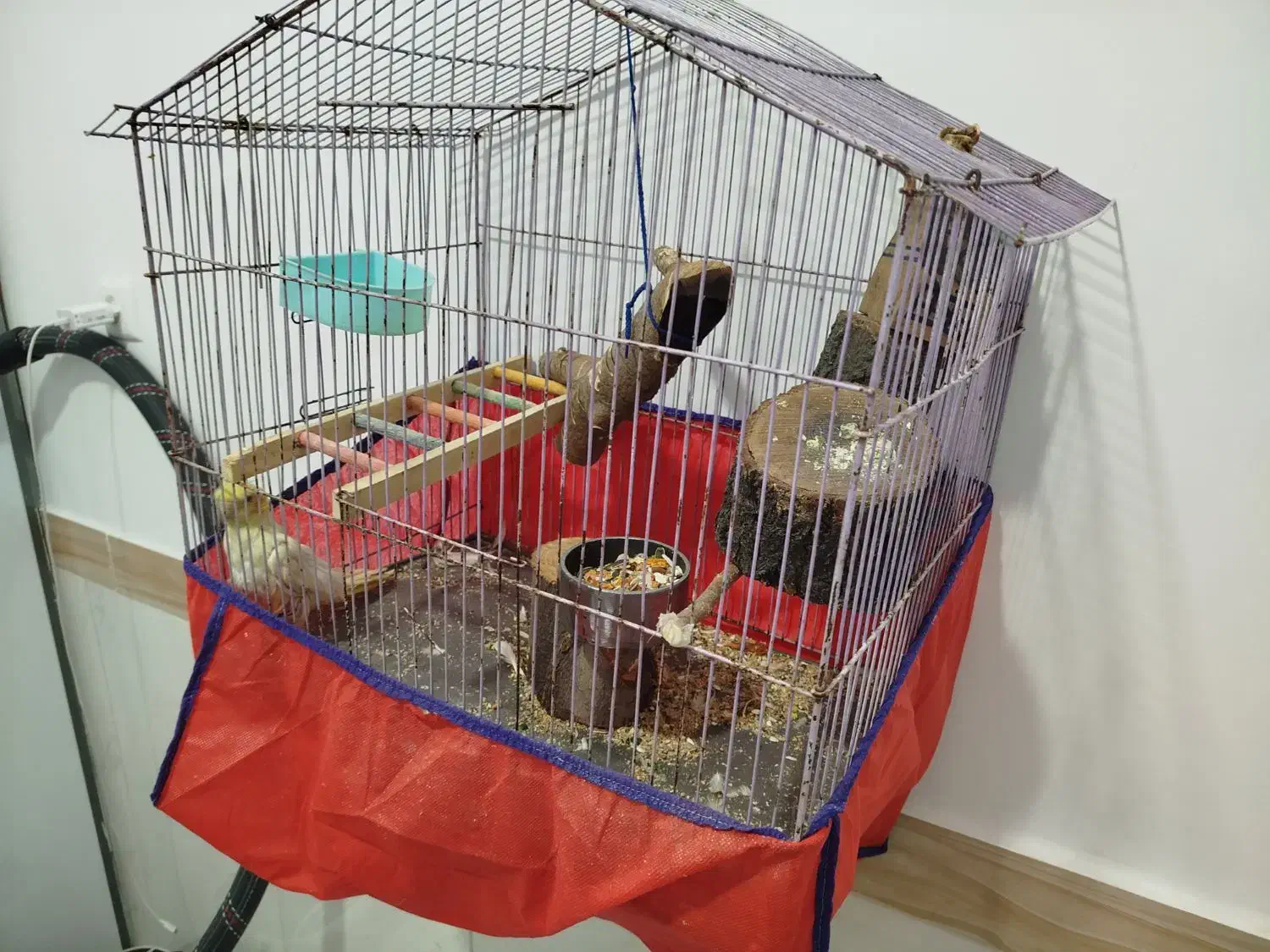 عروس هلندی|پرنده|کرمانشاه, |دیوار