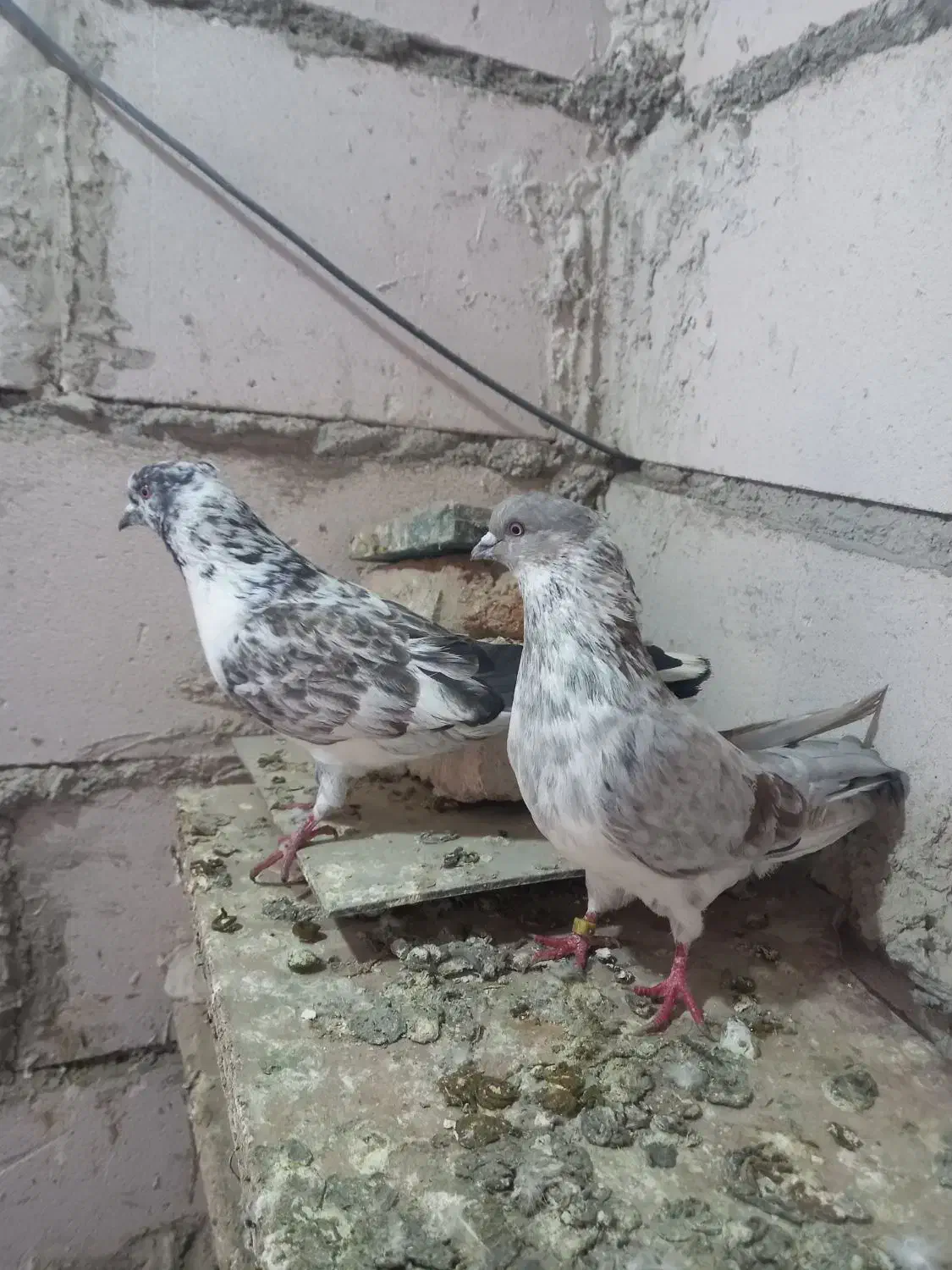 دوعددنرتیرماه|پرنده|اردبیل, |دیوار