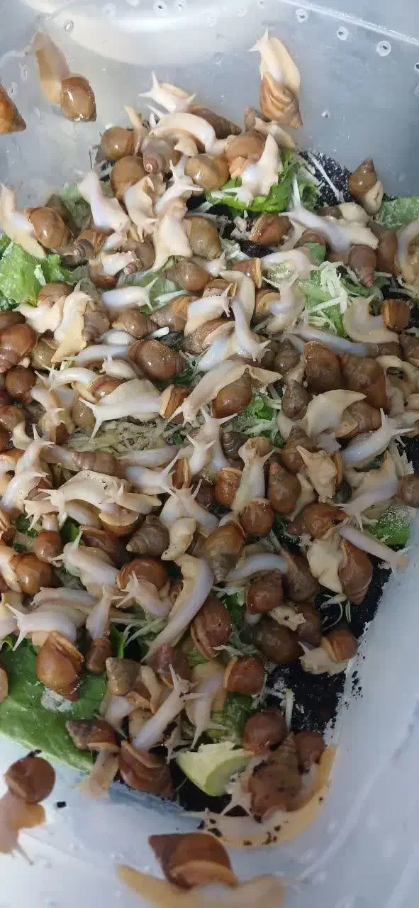 حلزون مولد|خزنده|خمینی‌شهر, |دیوار