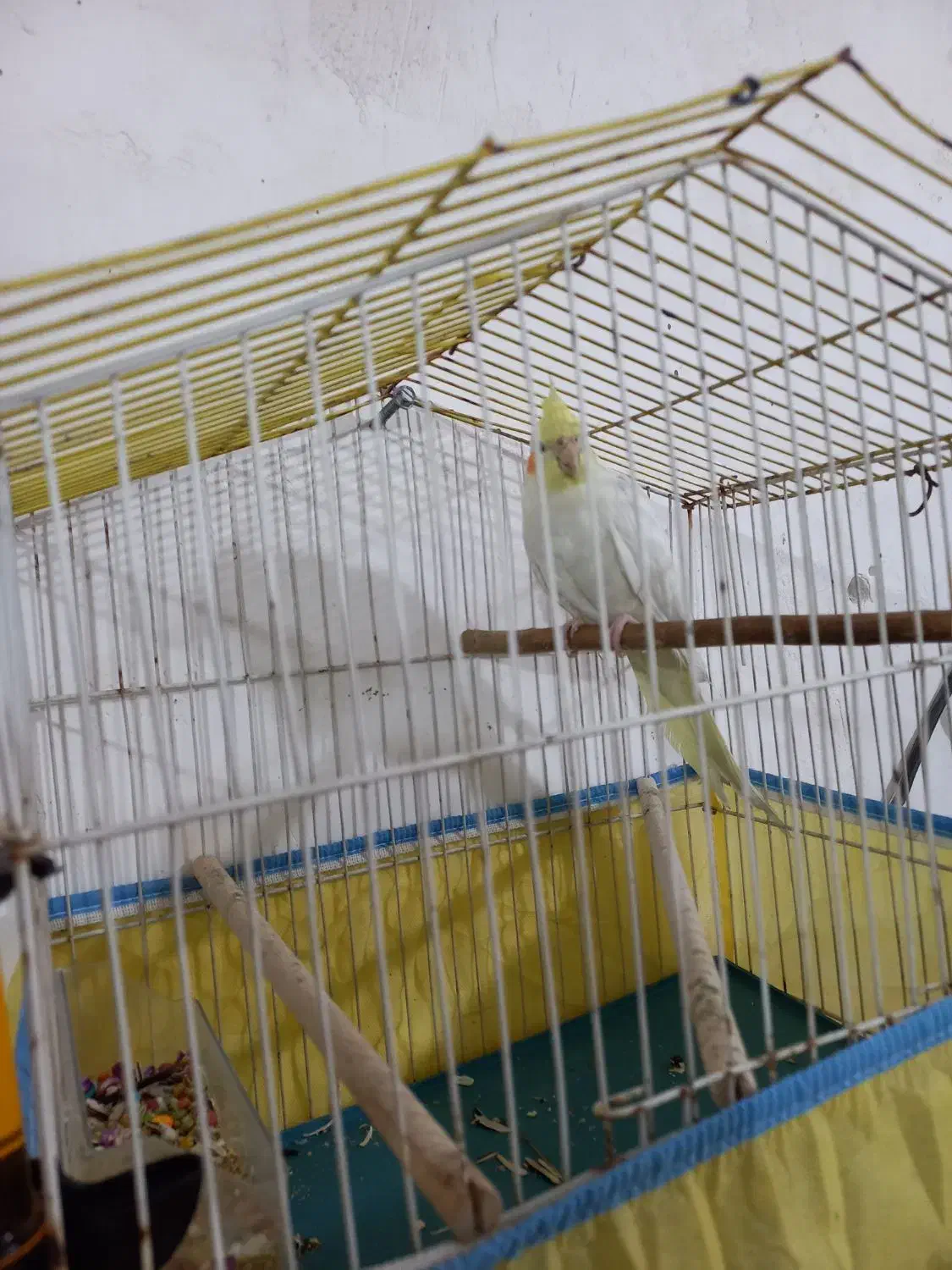 عروس هلندی|پرنده|شیراز, بید زرد|دیوار