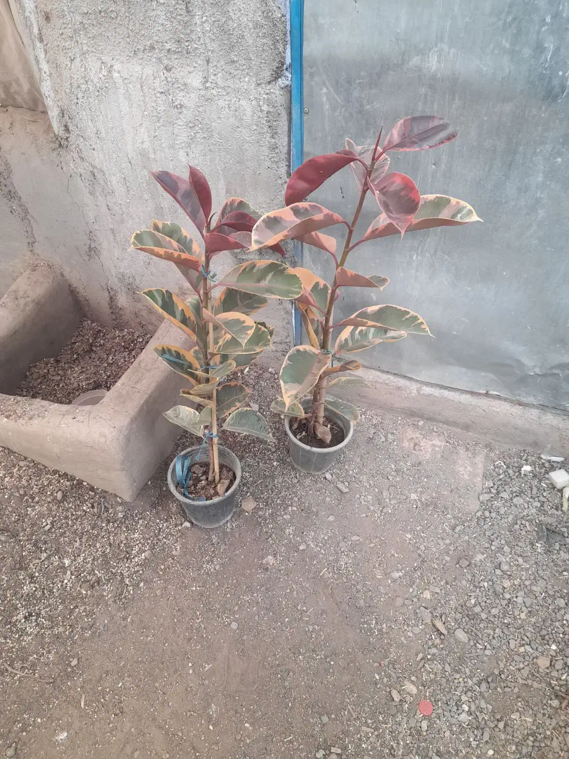 انواع فیلتوس از۱۸۰تا۲۷۰|گل و گیاه طبیعی|تربت جام, تیپ ۳۸ زرهی تربت جام|دیوار