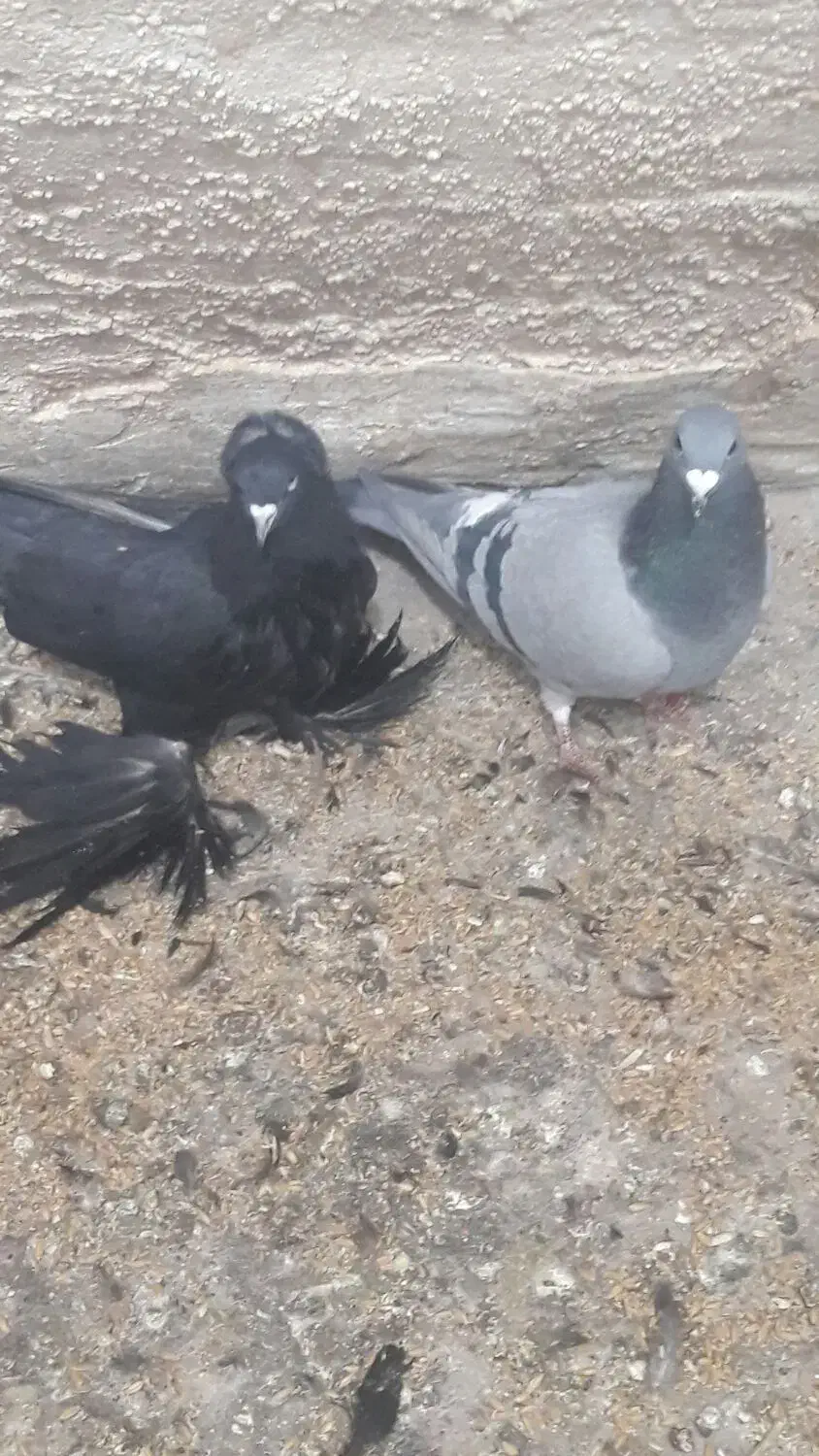 فروش کبوتر|پرنده|بستان آباد, |دیوار