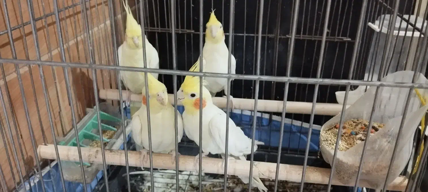 3 تا  عروس به قیمت|پرنده|فردیس, شهرک ارم|دیوار