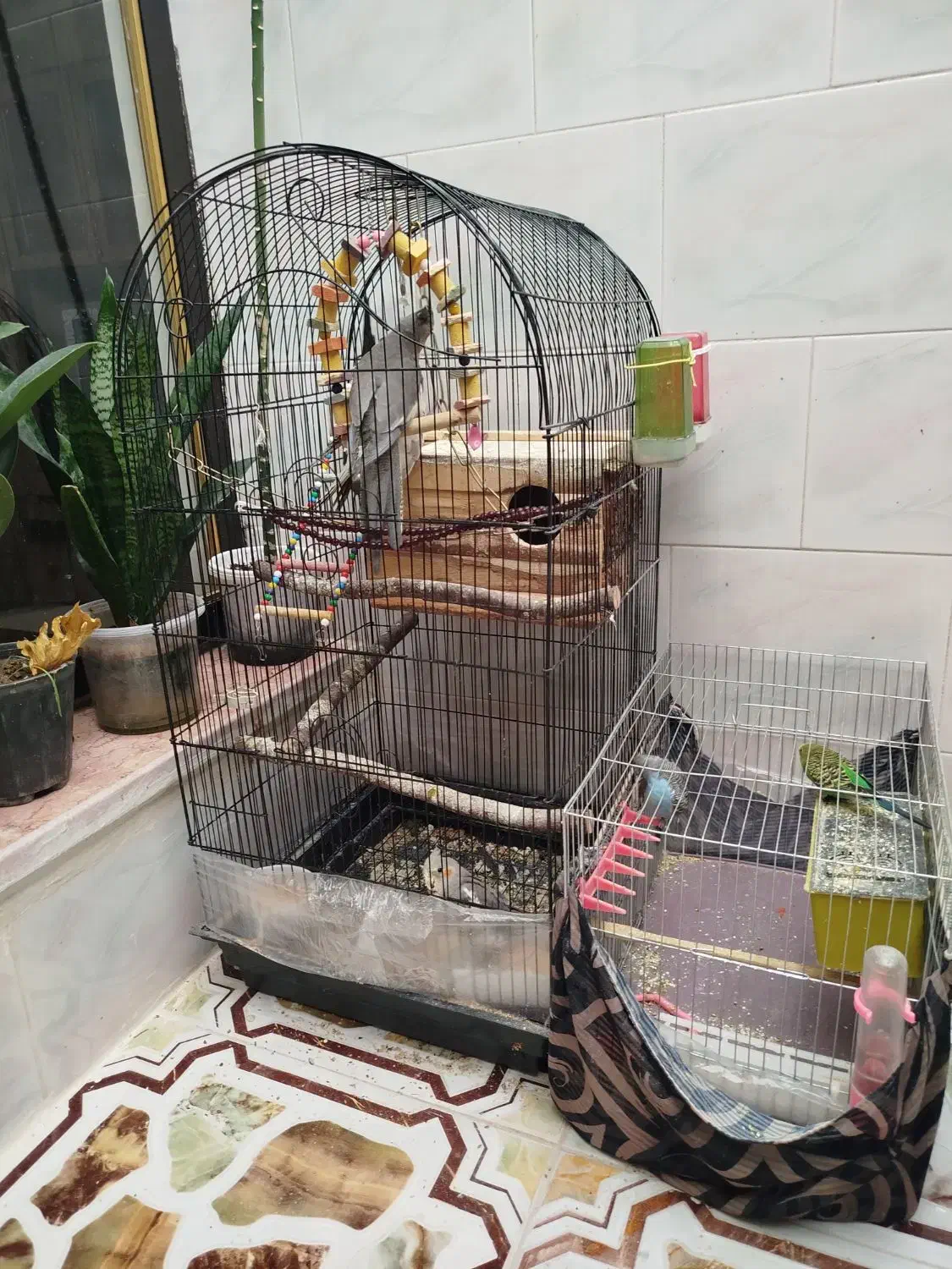 عروس هلندی و مرغ عشق|پرنده|شال, |دیوار