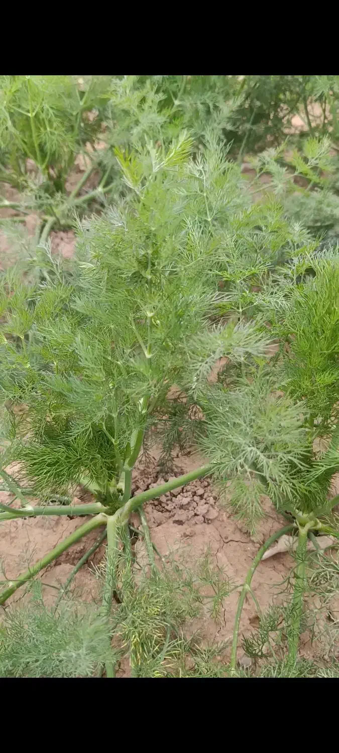 شیوید صاداراتی|عمده‌فروشی|شوش, |دیوار