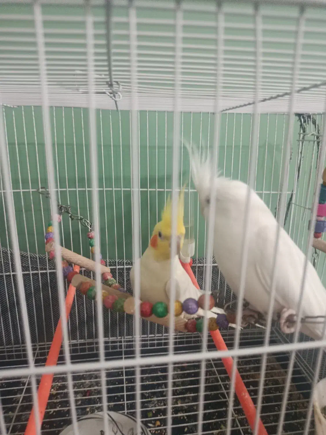 عروس هلندی|پرنده|گلبهار, شهر جدید گلبهار|دیوار