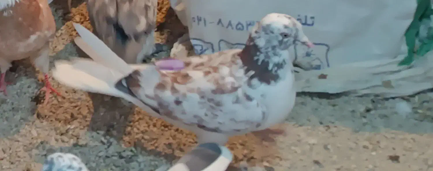 کبوت ر گم شده|حیوانات|محمدشهر, یزدیها|دیوار