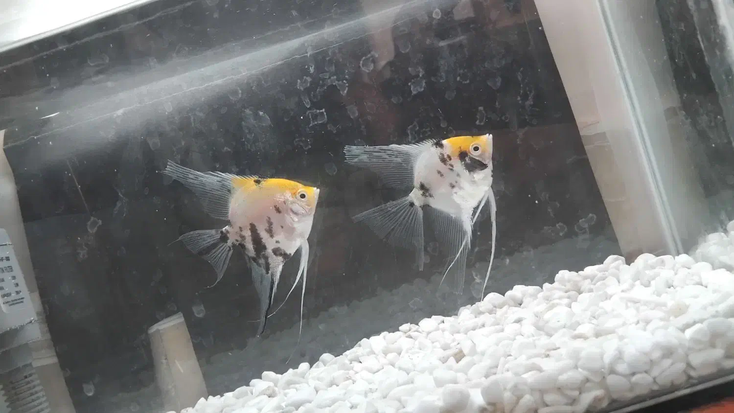 آنجل کله پرتقالی|ماهی|مراغه, |دیوار