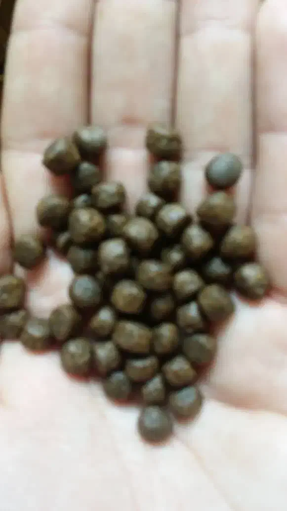 غذای ماهی|ماهی|تهران, منیریه|دیوار