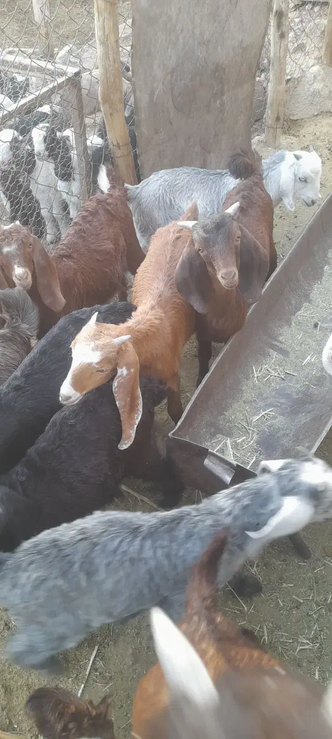 فروش کهره|حیوانات مزرعه|داراب, |دیوار