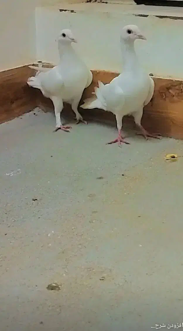 کبوتر نر|پرنده|بجنورد, |دیوار