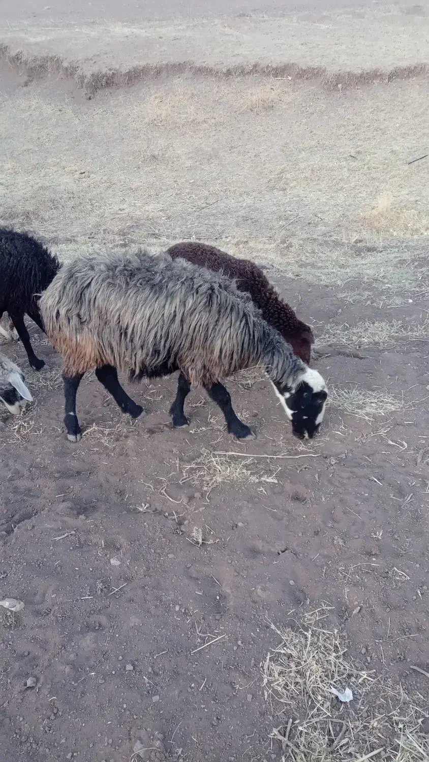 حیوان‌خانگی|حیوانات مزرعه|چنارود, |دیوار