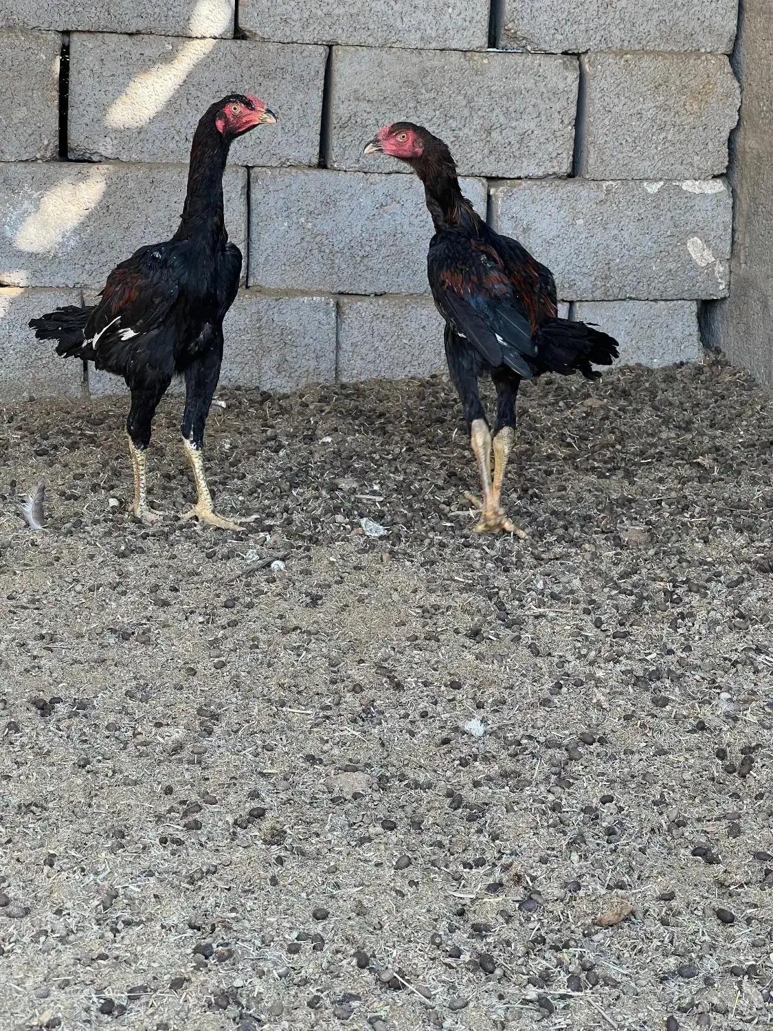 خروس لاری|حیوانات مزرعه|کوخرد هرنگ, |دیوار