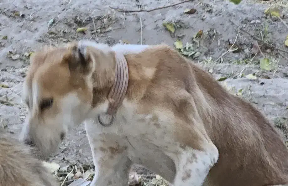 سگ آلابای|سگ|پاریز, |دیوار