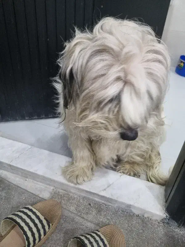 توله سگ|سگ|مشهد, احمدآباد|دیوار