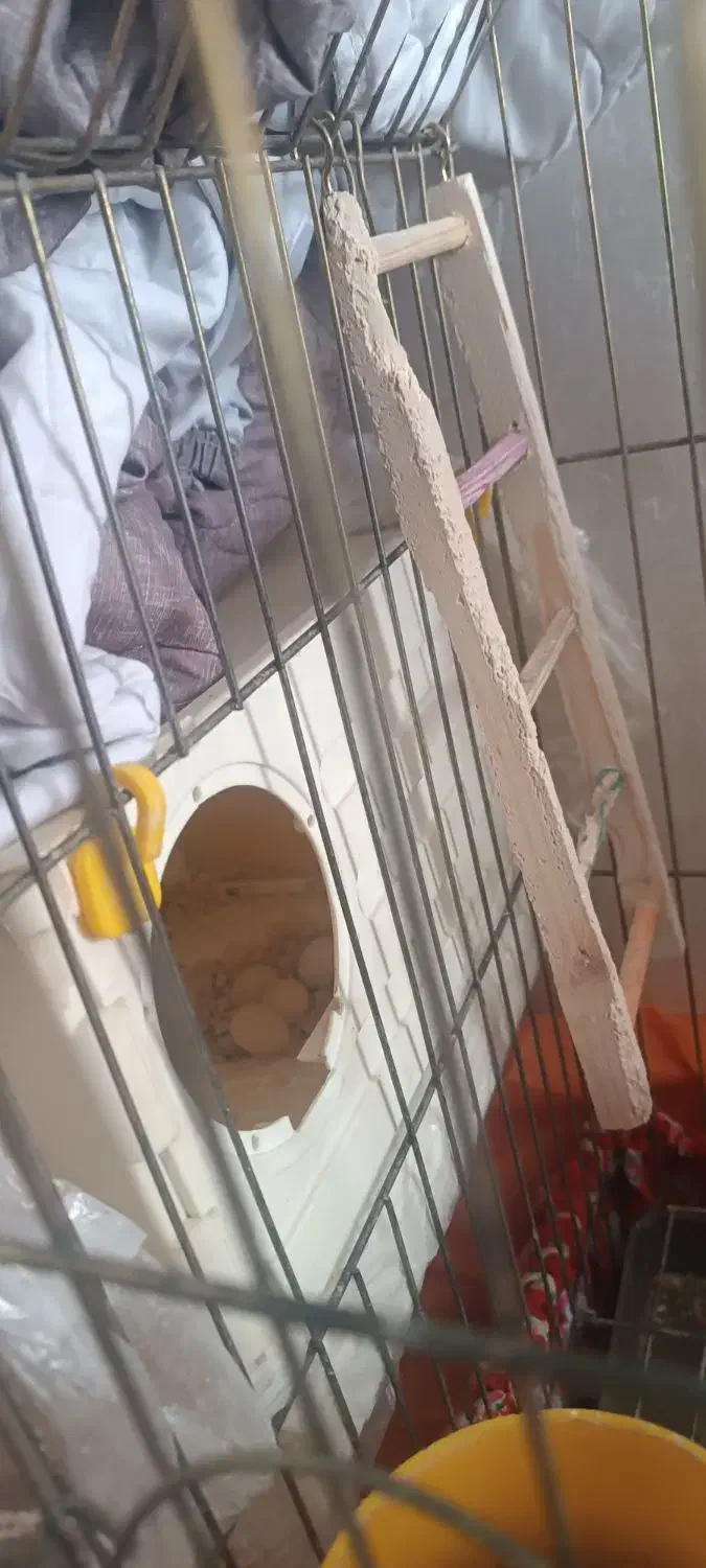 عروس هلندی|پرنده|اردبیل, |دیوار