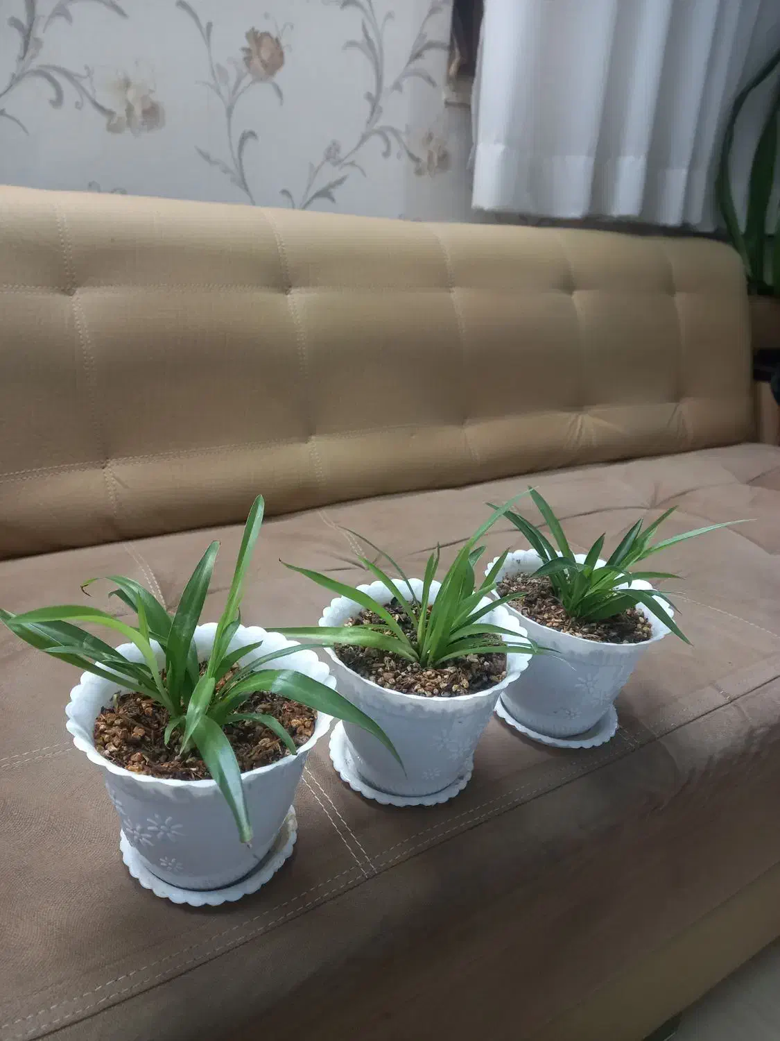 گل گندمی آپارتمانی زیبا و سر حال|گل و گیاه طبیعی|ملایر, |دیوار