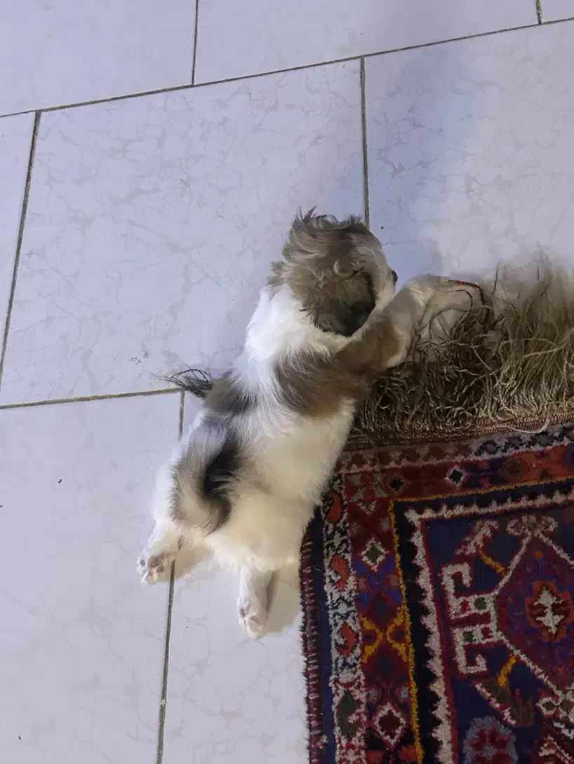 واگذاری اشپیتز|سگ|شیراز, دوکوهک|دیوار