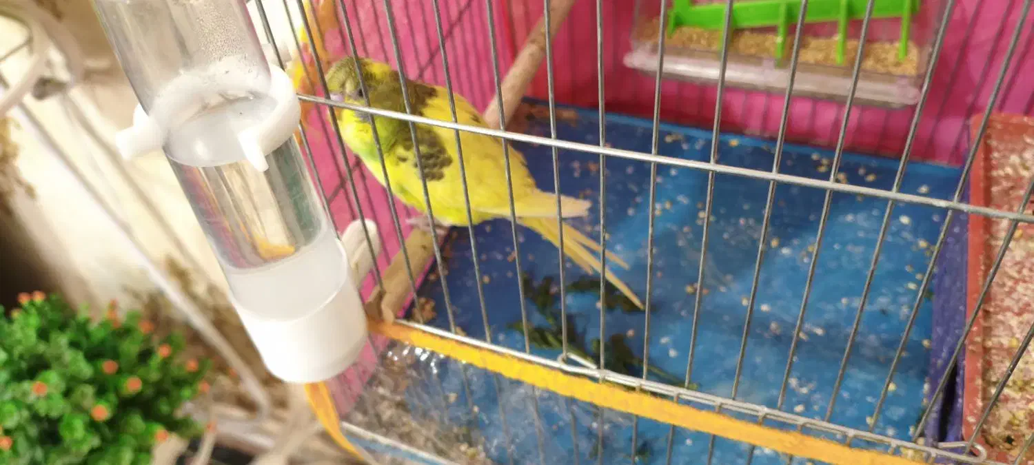 مرغ عشق|پرنده|سیرجان, |دیوار