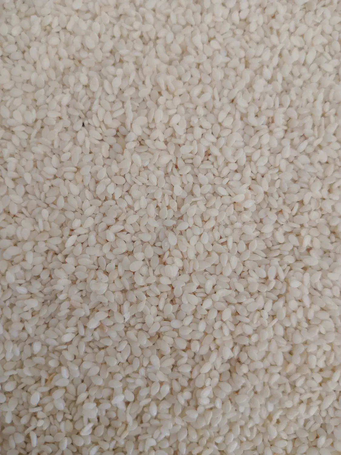 کنجد درجه یک|خوردنی و آشامیدنی|کاشان, گارزگاه|دیوار