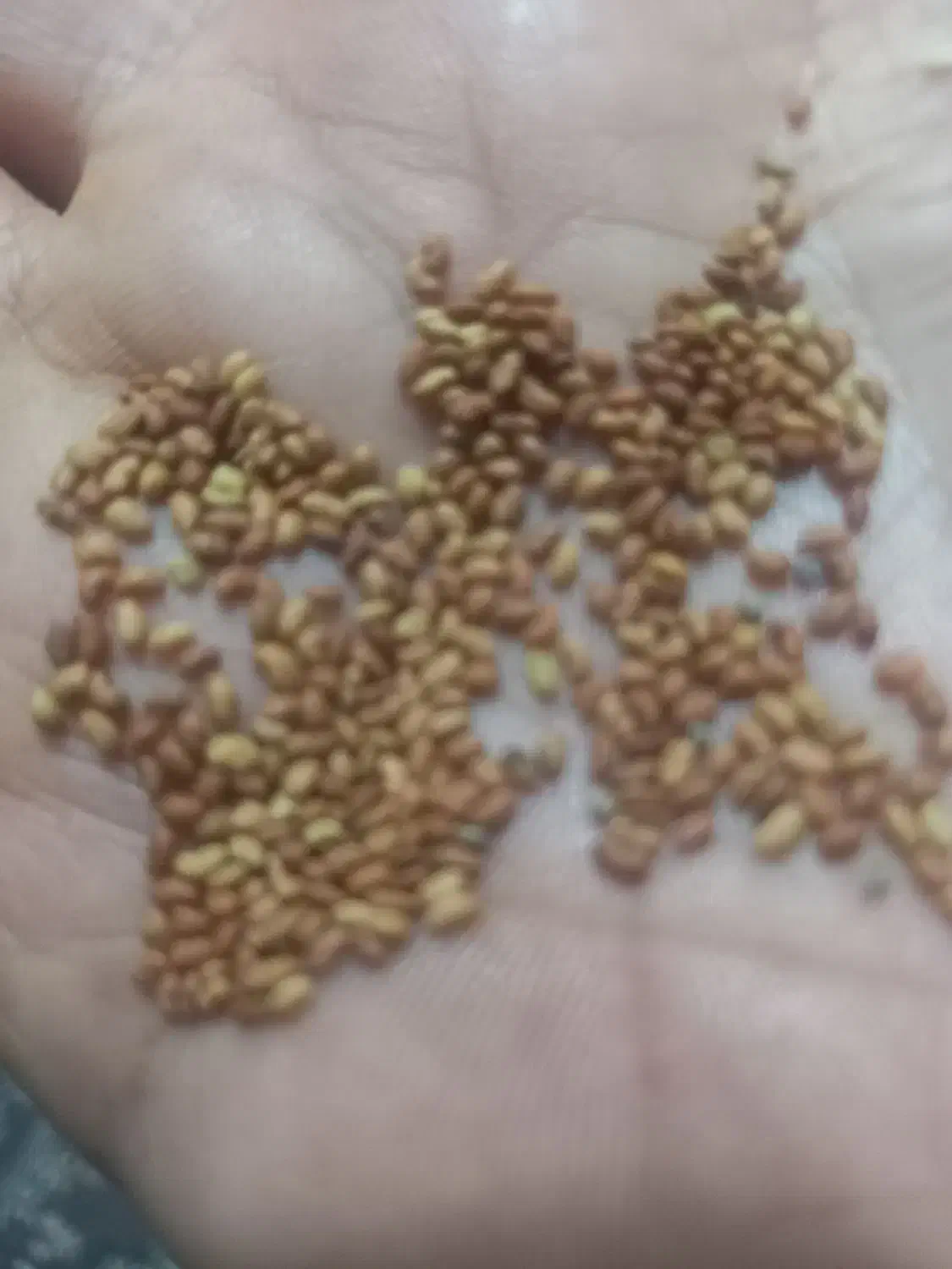 بذر یونجه|گل و گیاه طبیعی|دزفول, |دیوار