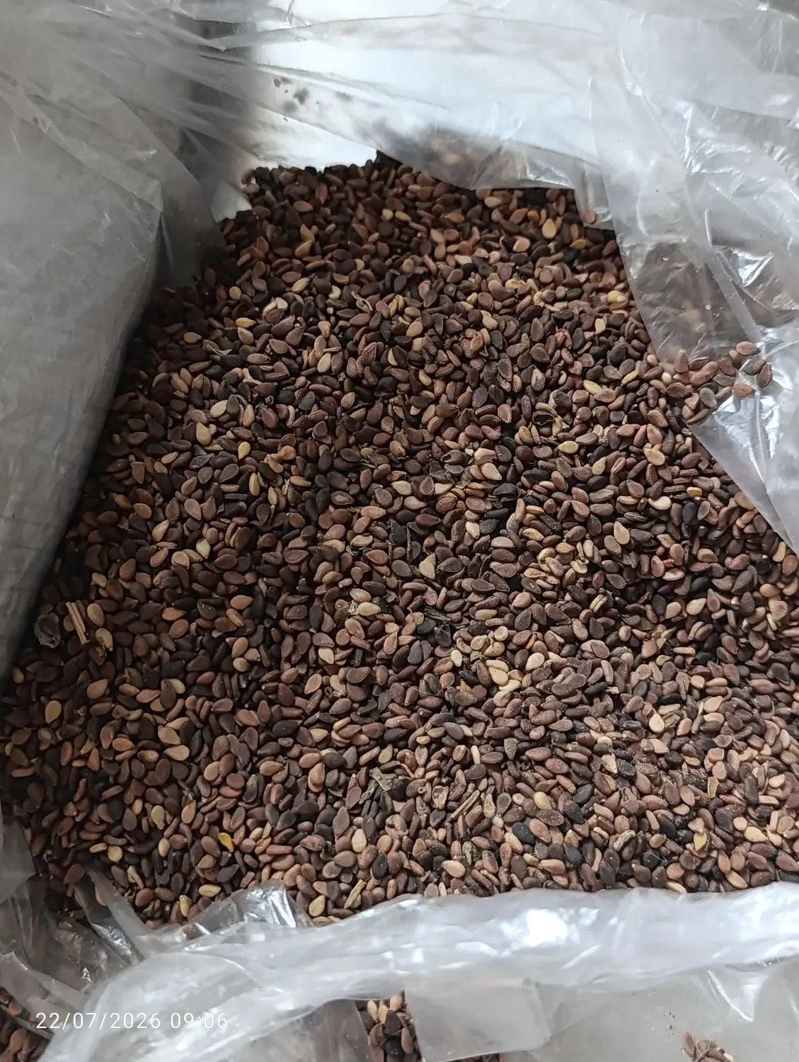 کنجد|گل و گیاه طبیعی|برازجان, |دیوار