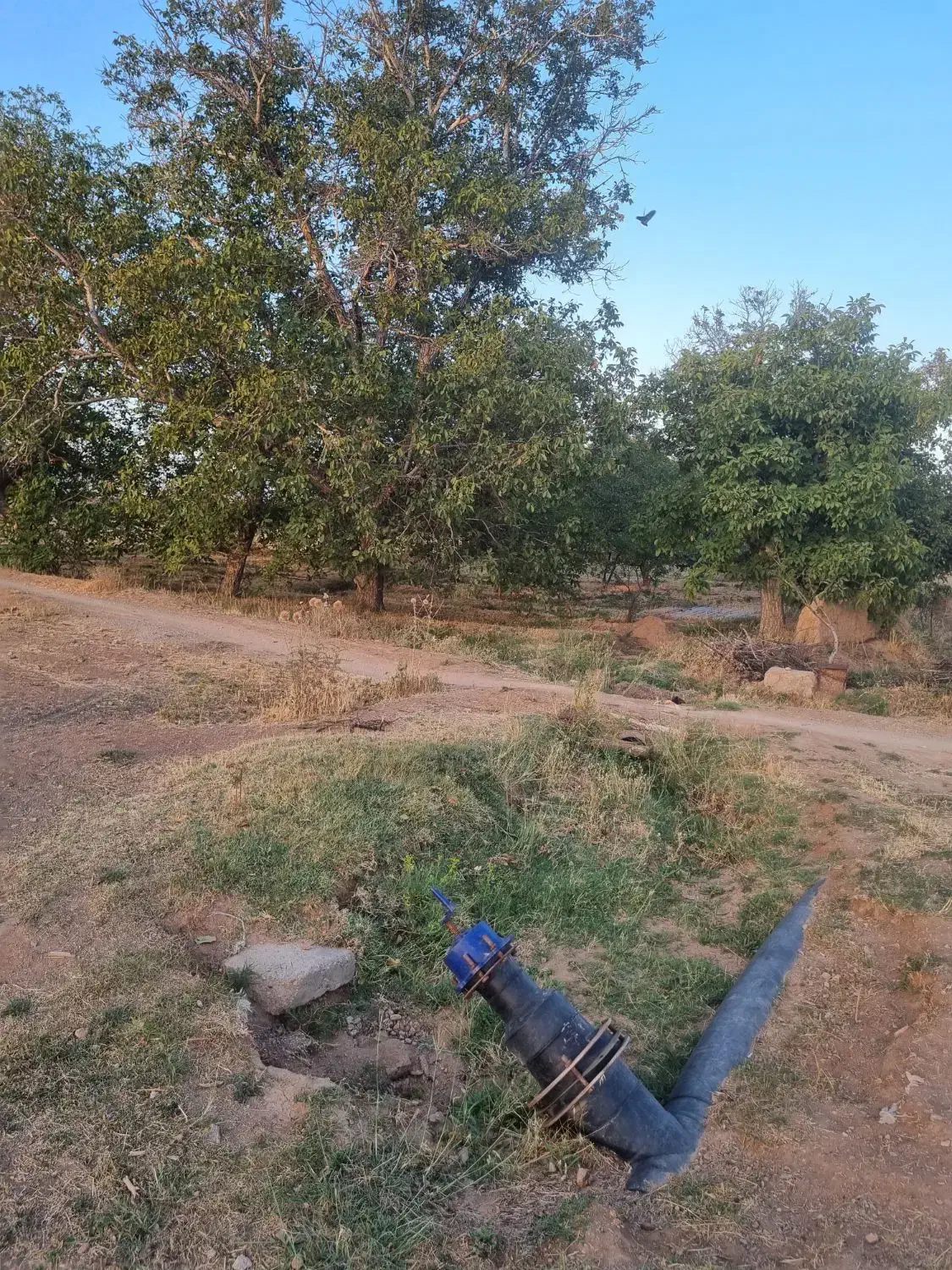 باغ گردو استان قزوین شهرک ضیاباد ۱۱۰۰ متر|فروش دفتر صنعتی، کشاورزی، تجاری|ضیاء آباد, |دیوار