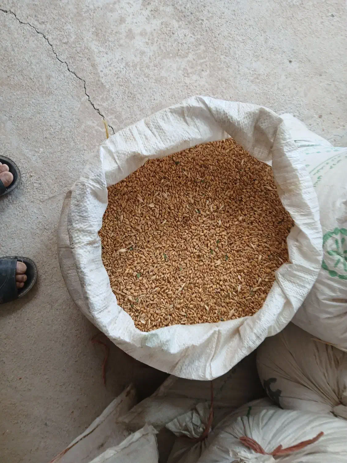 فروش گندم بذری پیشگام و رخشان و. جو جلگه|خدمات باغبانی و درختکاری|پائین جام, |دیوار