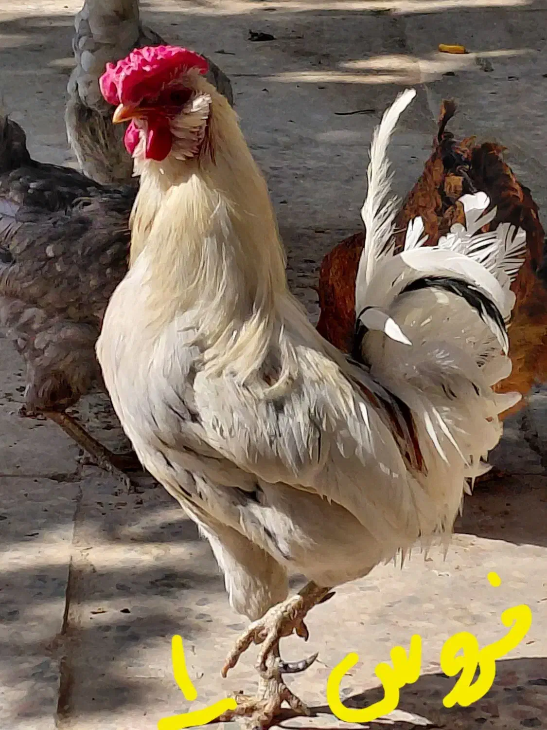 مرغ و خروس گلین با جوجه هاش|حیوانات مزرعه|خمینیشهر, |دیوار