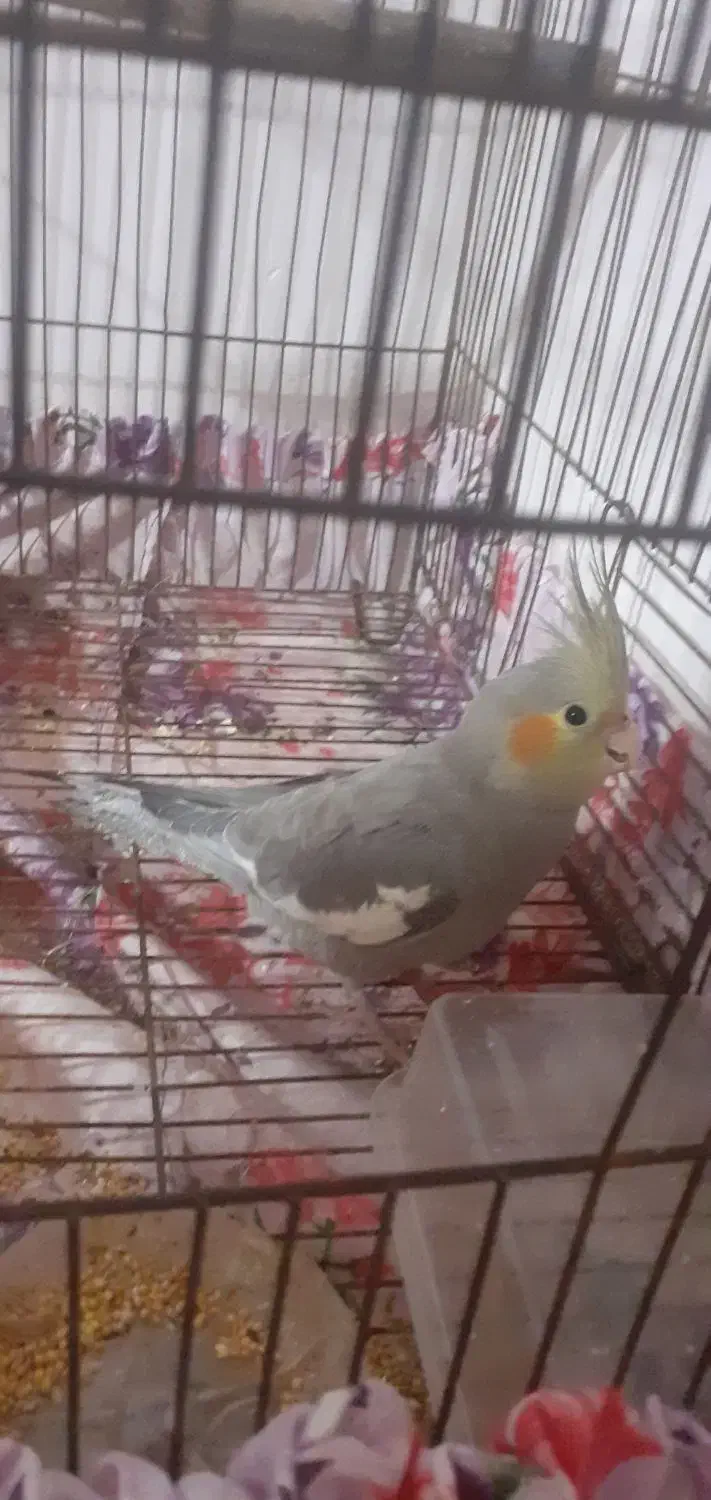 طوطی عروس|پرنده|رشت, حمیدیان|دیوار