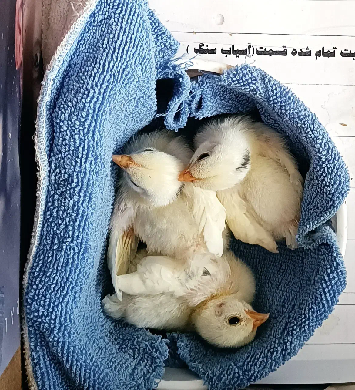 جوجه مرغ مینیاتوری (جاپانیز)|حیوانات مزرعه|هشتگرد, فاز ۲ مهستان|دیوار