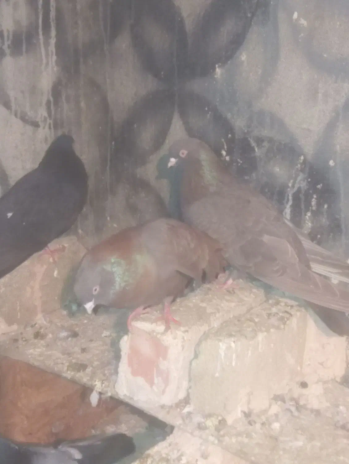 کبوتر|پرنده|میاندوآب, |دیوار