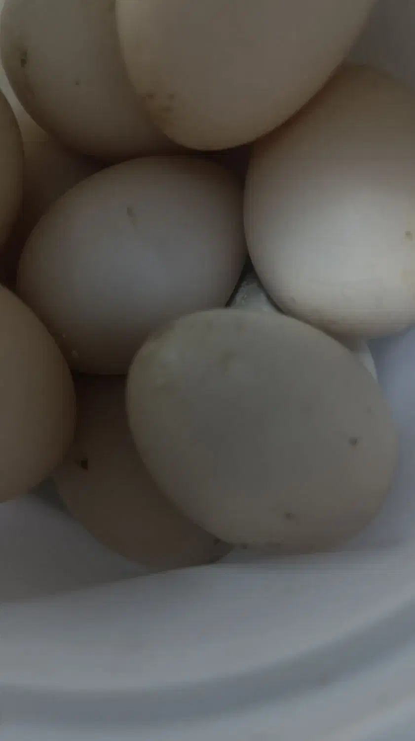 تخم اردک اسراییلی|خوردنی و آشامیدنی|خاتم, |دیوار