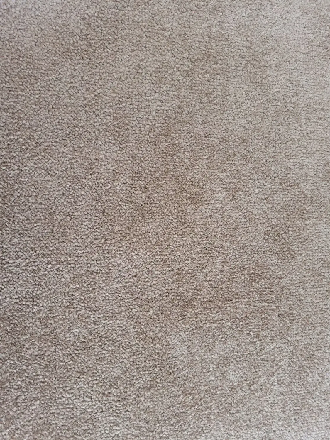 پالاز موکت|موکت|اردبیل, |دیوار