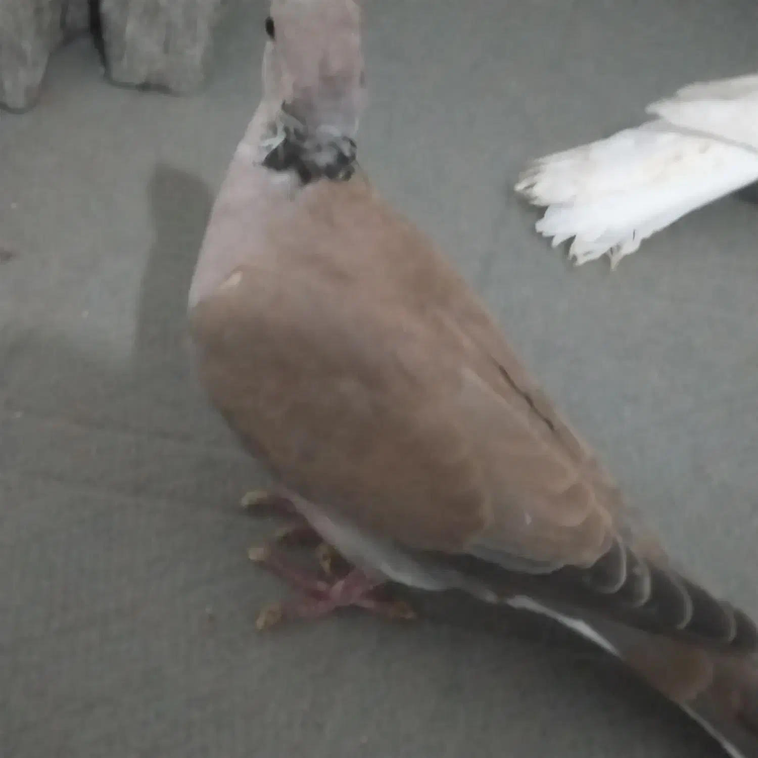 پرنده زینتی|پرنده|فاضل آباد, |دیوار