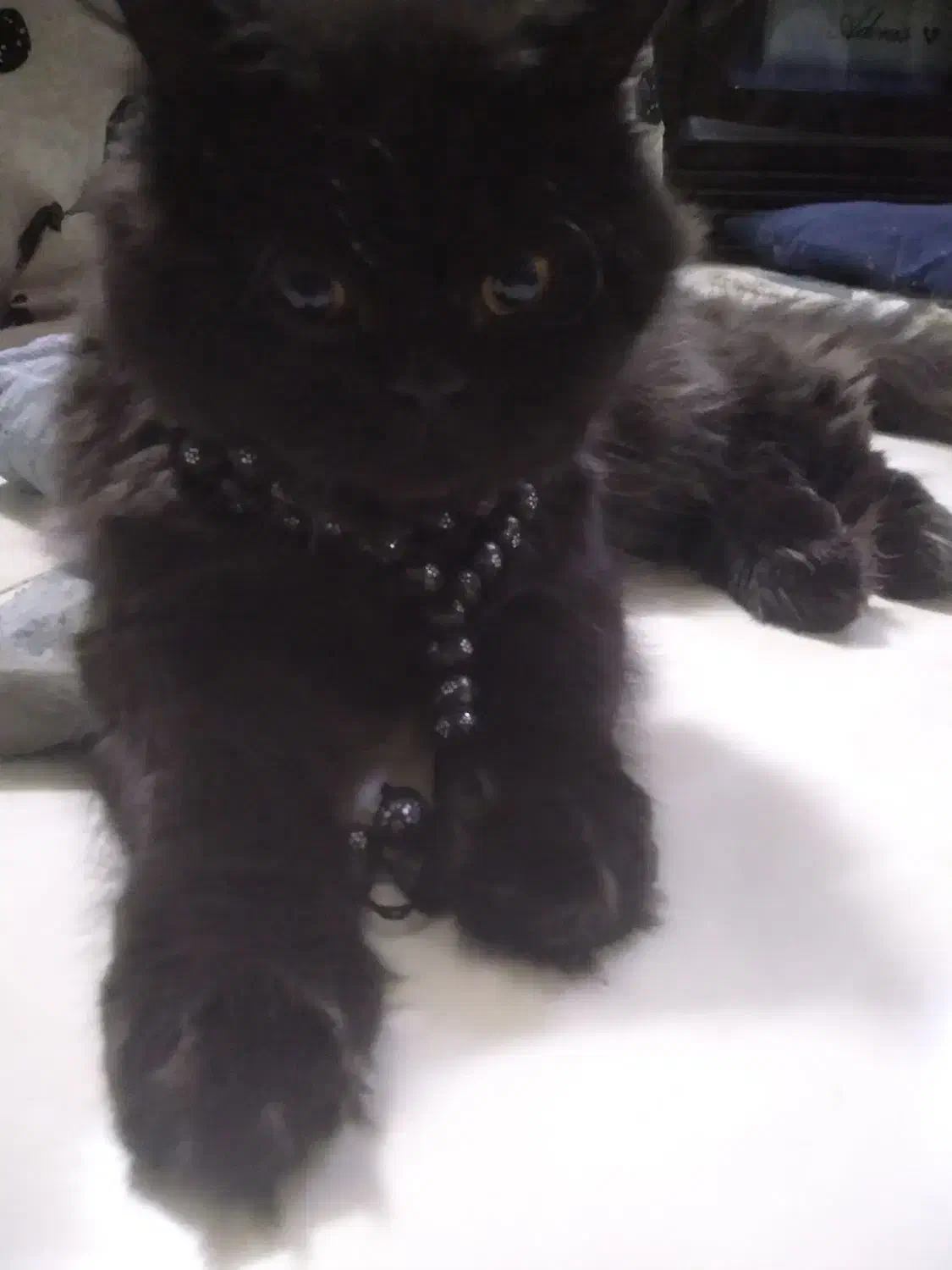 گربه پرشین مصری|گربه|مشهد, کشف|دیوار