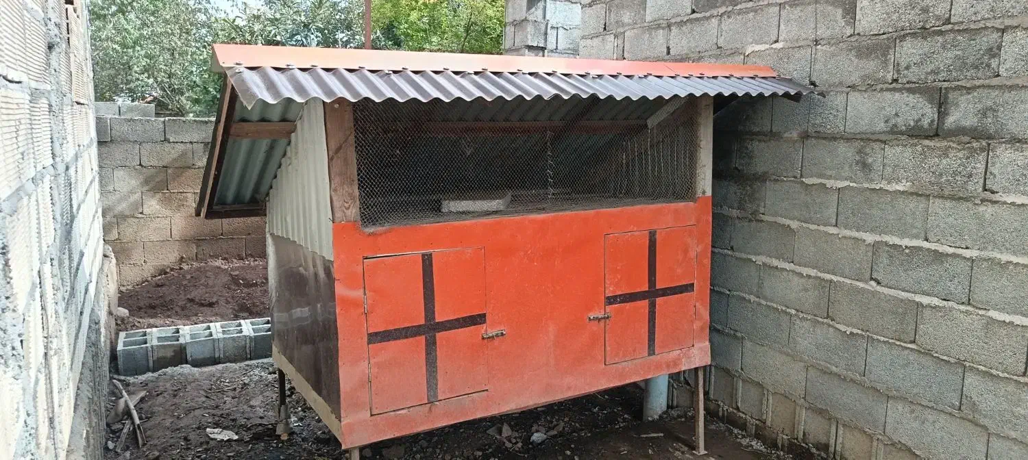 لانه  مرغ خروس|حیوانات مزرعه|ماکلوان, |دیوار