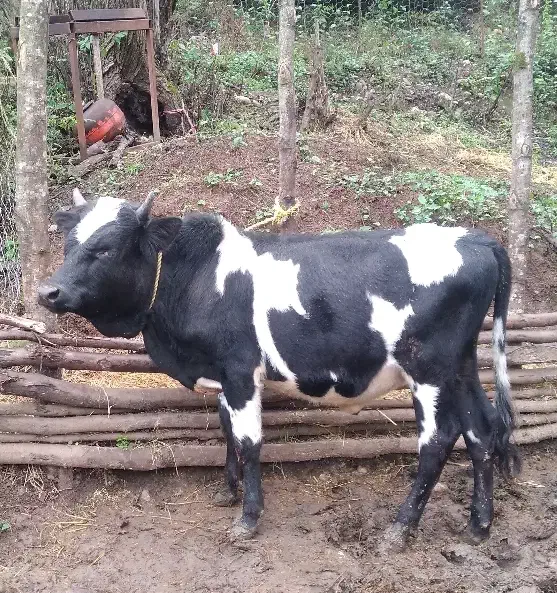 یک راس ورزا کوله اس جنس عروسک|حیوانات مزرعه|توتکابن, |دیوار